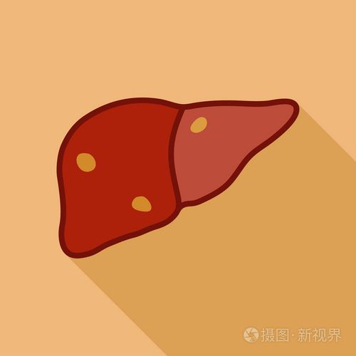 人类肝脏矢量