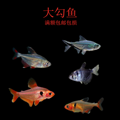 七夕水族红大勾鱼扯旗鱼灯鱼热带鱼群游混养新手草缸造景宠物鱼
