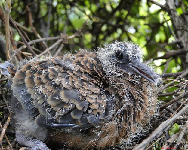 村庄里到处有斑鸠的叫声