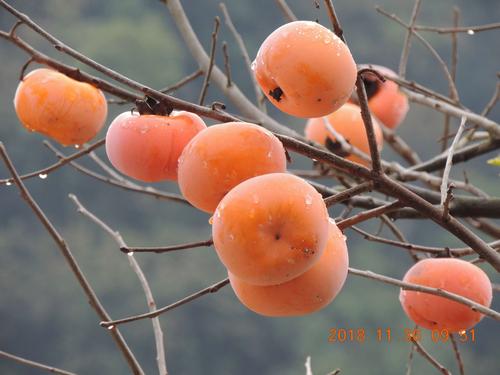 走进广西 恭城月柿红