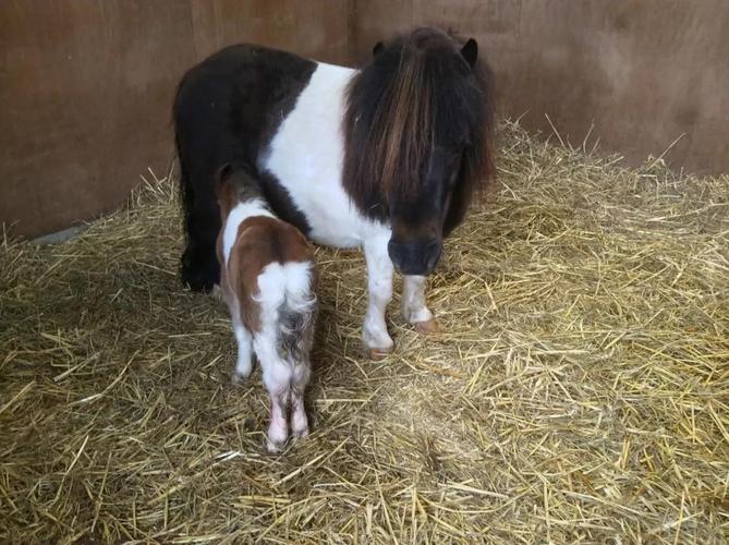 按产地划分,我国主要的矮马品种有:广西德保矮马,四川安宁果
