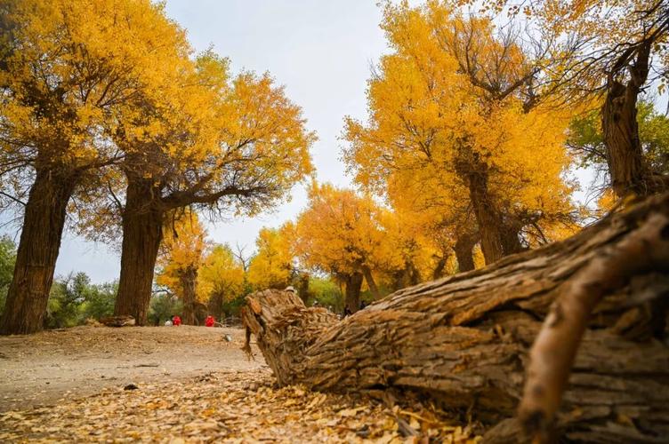 沿京新高速一路向西,在内蒙古境内的最后一个"补给站"就是额济纳旗