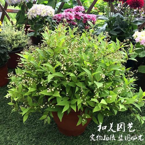 冰生溲疏雪球樱花庭院阳台盆栽花卉多年生常绿花卉