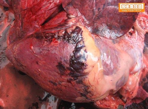 牛出血性败血症