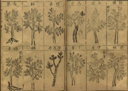 医书所见药用植物图谱,选自明李时珍《本草纲目》,万历二十四年金陵