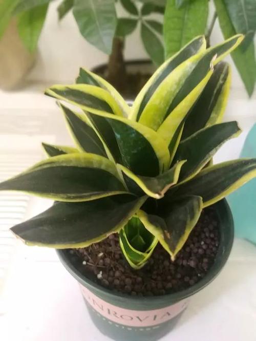 12,荷花兰虎皮兰,颜值高!