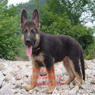 德国牧羊犬 纯种德牧犬多少钱一只 活体德牧幼崽价格 德牧图片