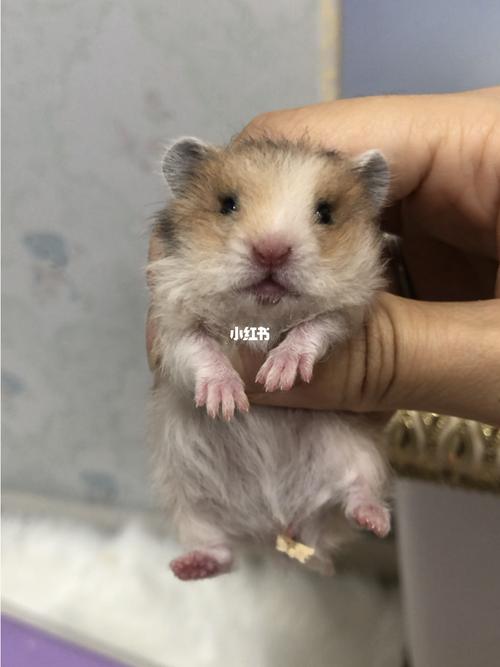 三色三花虎纹玳瑁卷毛熊金丝熊_金丝熊_宠物_宠物其他