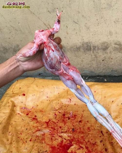 杀牛蛙图片直播牛人宰杀牛蛙全过程