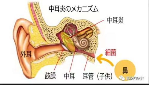 原来耳鼻喉是相通的!