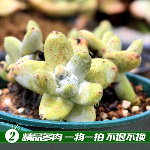 抱朴精品多肉一物一拍 正品加州黄皮 拇指仙女杯 乌木植物多肉2