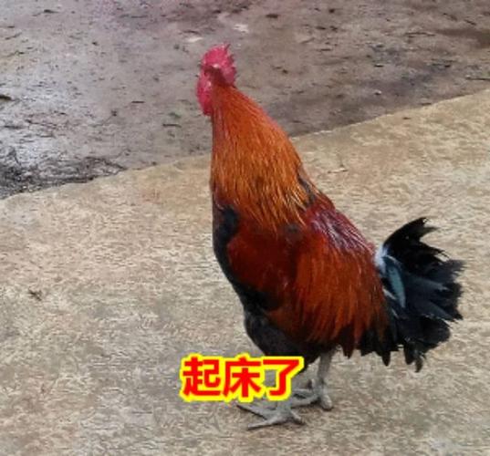 问候语……早上好