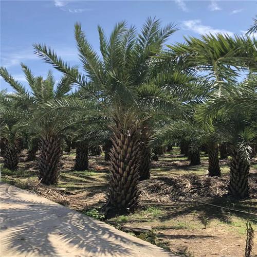 中东海枣树苗 厦门供应中东海枣苗批发 欢迎整车采购