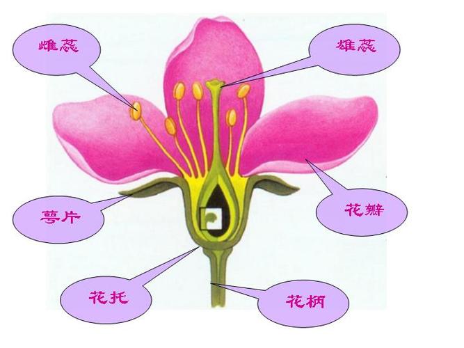 花蕊花核花瓣都是什么啊