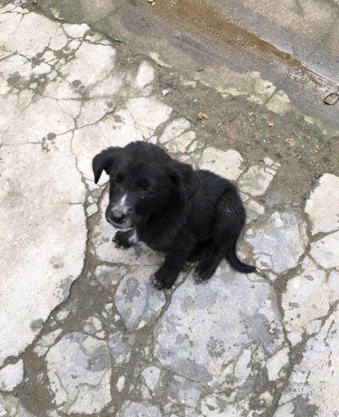 拉布拉多串边境牧羊犬(公)