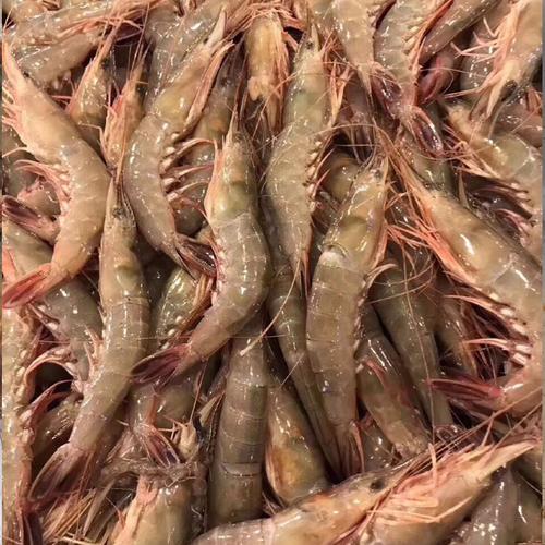 舟山野生滑皮海鲜水产冰鲜壳活皮虾码头直发活虾