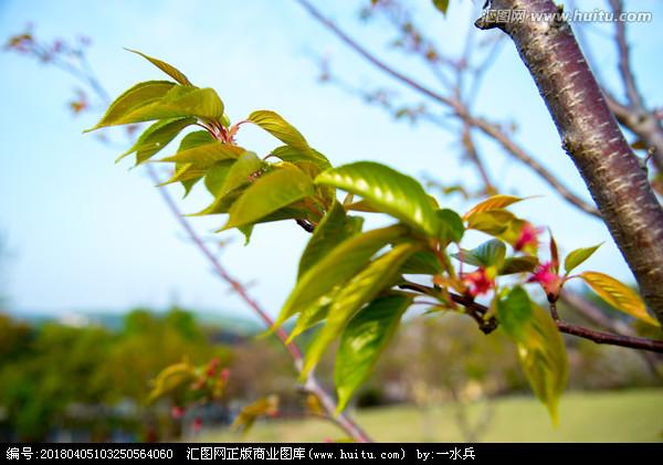 樱花树叶