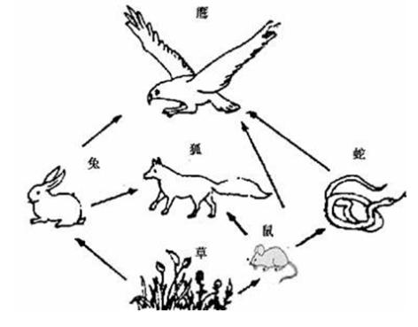 下图为某草原生态系统的食物网请据图回答