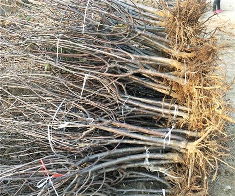 矮化美国一号樱桃苗价格,3公分美国一号樱桃苗价格与报价