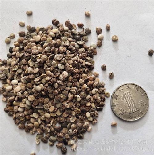 鲁冰花种子发芽率高价格便宜批发价