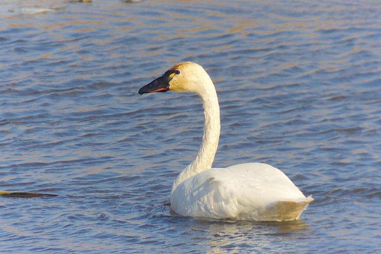 tundra swan photos