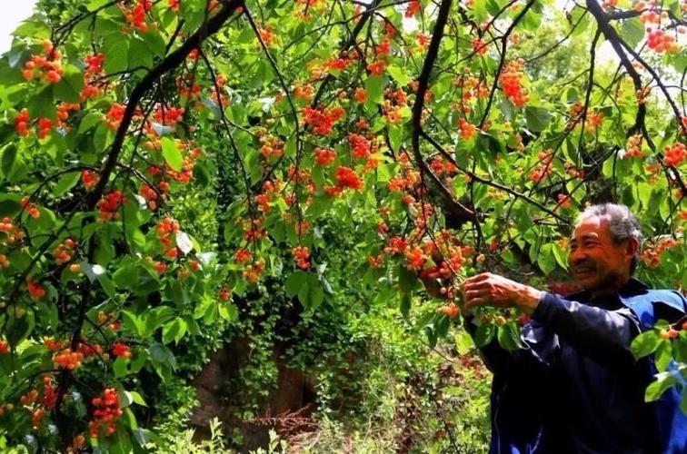 2018成都周边最全最强樱桃采摘