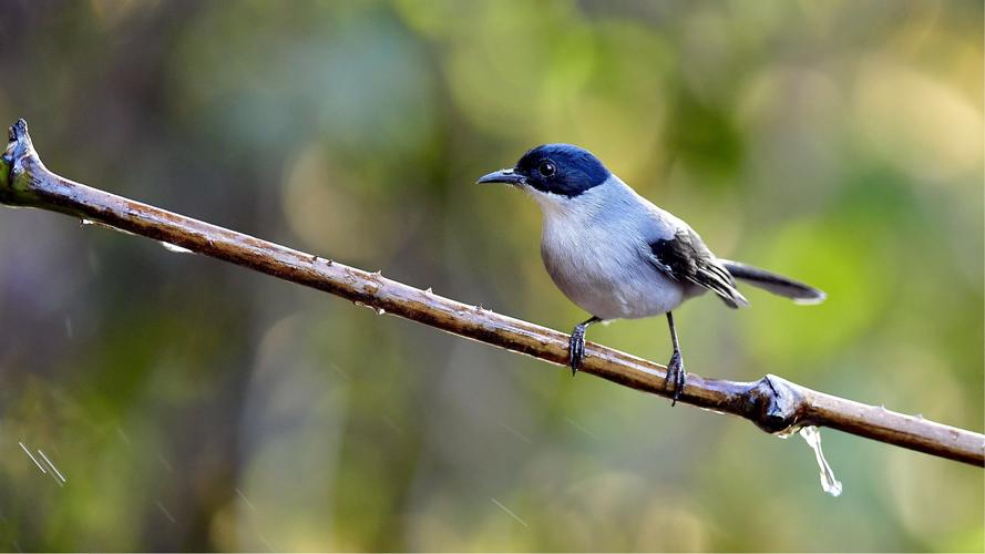 鸟歌花舞第186集～黑头奇鹛