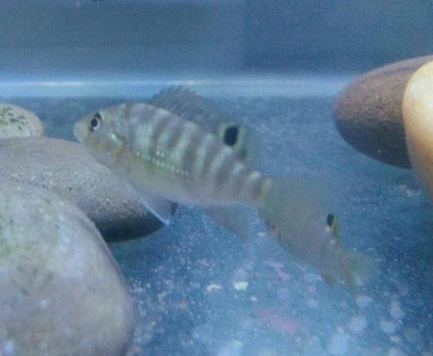 请问这是什么鱼,有条纹的小鱼