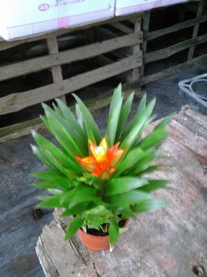 防辐射电脑宝贝盆栽四季常青开花桌面 小型喜阴植物可吸二手烟