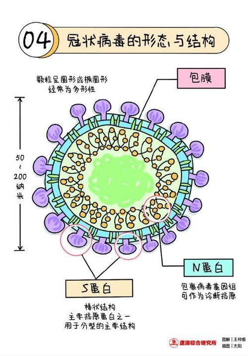 冠状病毒的形态与结构是怎样的?