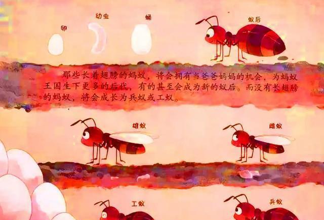 蚂蚁可能是下一个高级文明是真的吗为什么呢