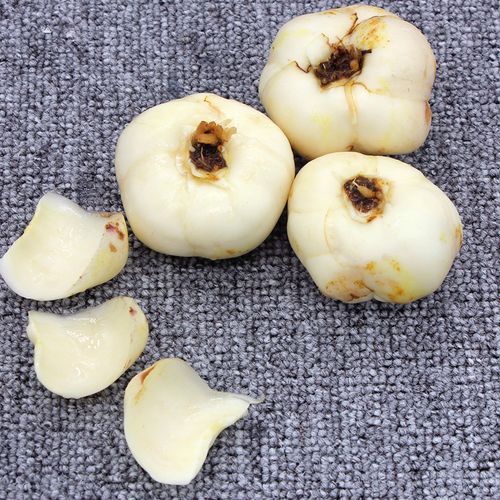 百合新鲜蘑菇云南现挖泥土百合花花果500g新鲜百合