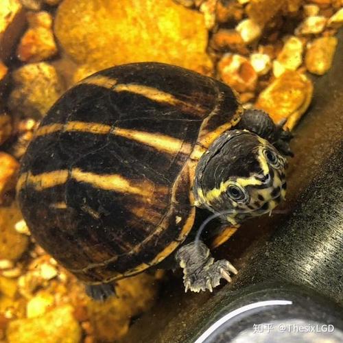 蛋龟果核泥龟的饲养入门蛋龟中体型最小的品种