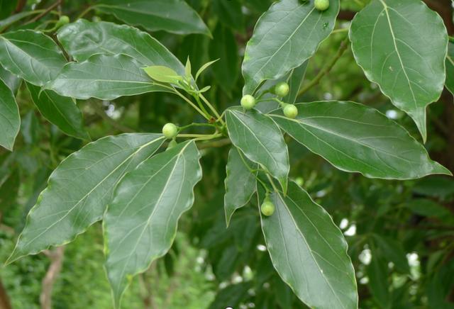 樟树的叶和幼果