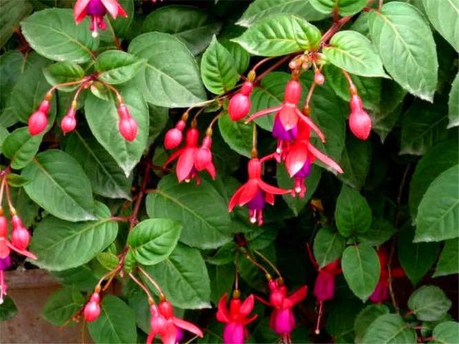 原创倒挂金钟有"4怕",难怪黄叶烂叶掉花苞,学会了四季挂满小灯笼