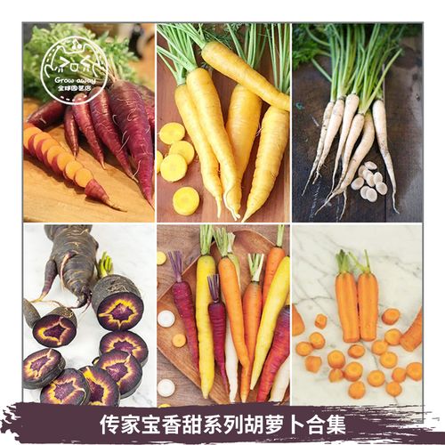 胡萝卜种子
