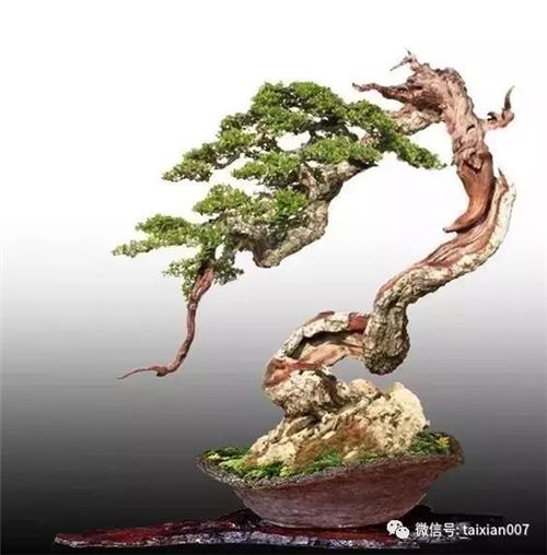 盆景艺术:学会低头,方能出头