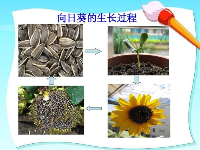 向日葵的生长过程及其培育方法