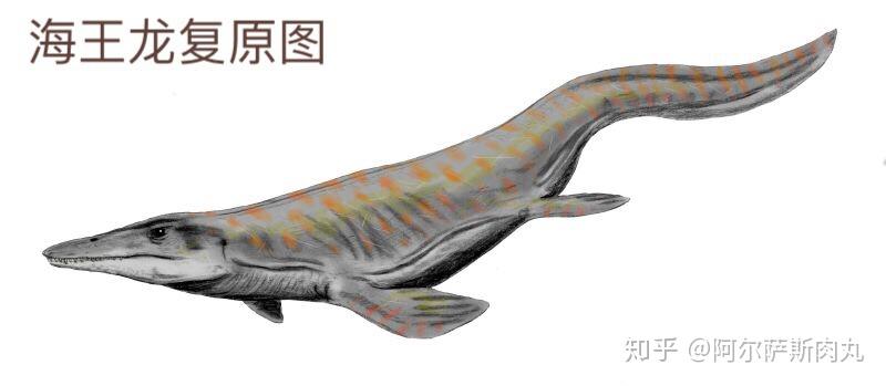 海王龙体长可达十米以上,是体型最为修长的沧龙之一.