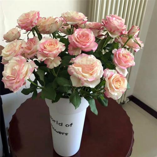 鲜花多头玫瑰霓裳10支全店任意2束顺丰航空鲜花速递