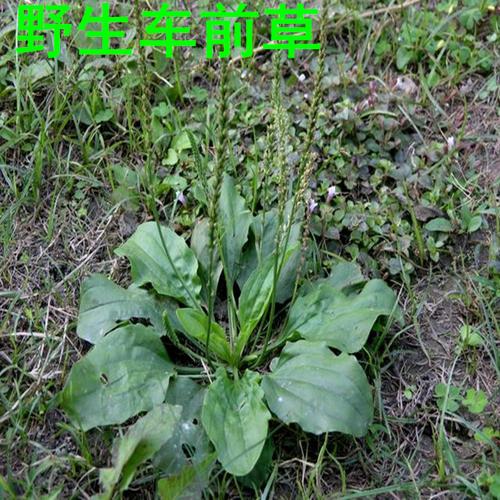 新晒车前草正宗野生车前草茶 全草干品