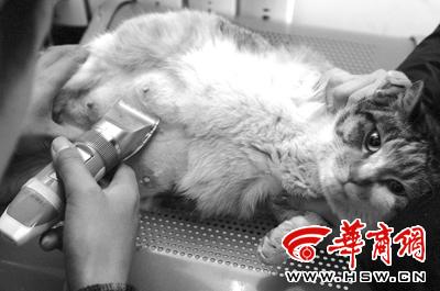 流浪猫咪难产病危12岁女孩募集上千元救急(图)