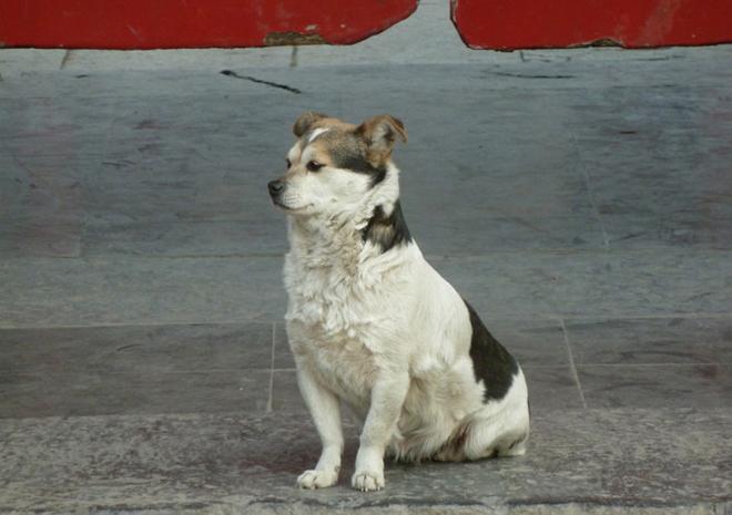 农村俗语"再穷不卖看家狗,再富不忘结发妻",说的是什么意思?