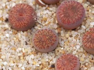 流水日轮c48生石花