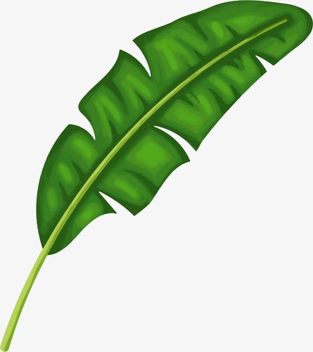缺口矢量手绘纯绿色芭蕉叶