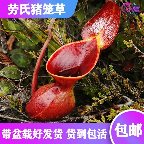 乡疆旗舰店的优惠券大全—【劳氏猪笼草实生苗小苗】食虫植物 稀有