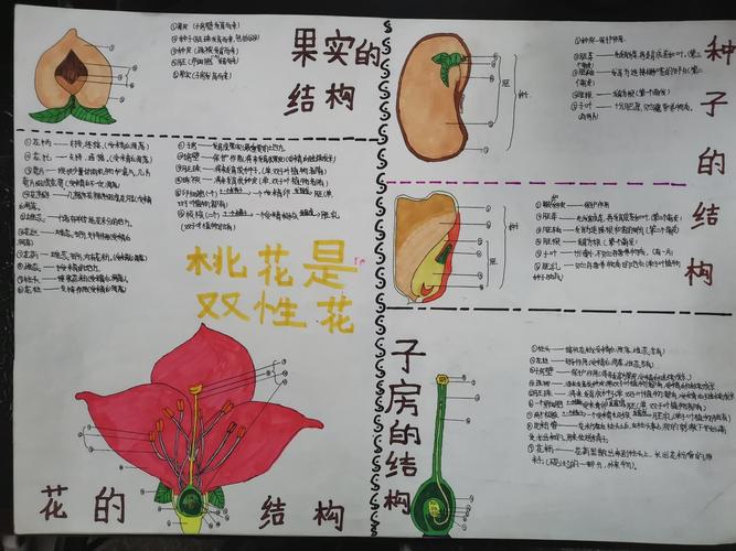 广南学校初一生物《花朵与种子的故事》手抄报比赛