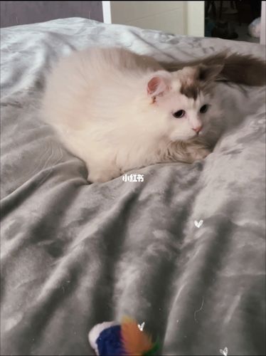仙女捕猎93刚睡醒懵懵哒_宠物_我家宠物真可爱_宠物
