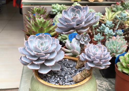 经典普货多肉皮氏蓝石莲养护方式推荐,南方地区可以全年露养哦!