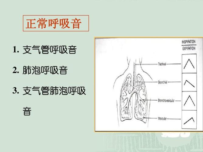 无忧文档 所有分类 高等教育 医学 胸部体格检查(新)ppt  正常呼吸音